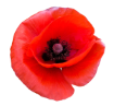 Virtual poppy submitted by Timothy Gordon  Kay
